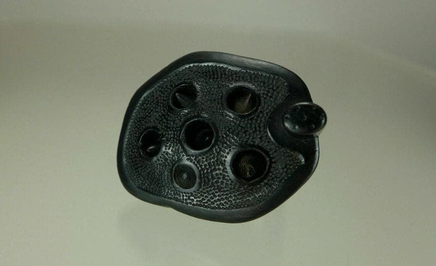 Early 19th C. Japanese Iwami Kurogaki Netsuke:  Lotus Seed Pod photo 5