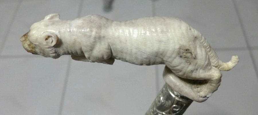 Carved Stag Antler PANTHER Handle Cane with Irish Blackthorn Shaft, 35.5 inches photo 3