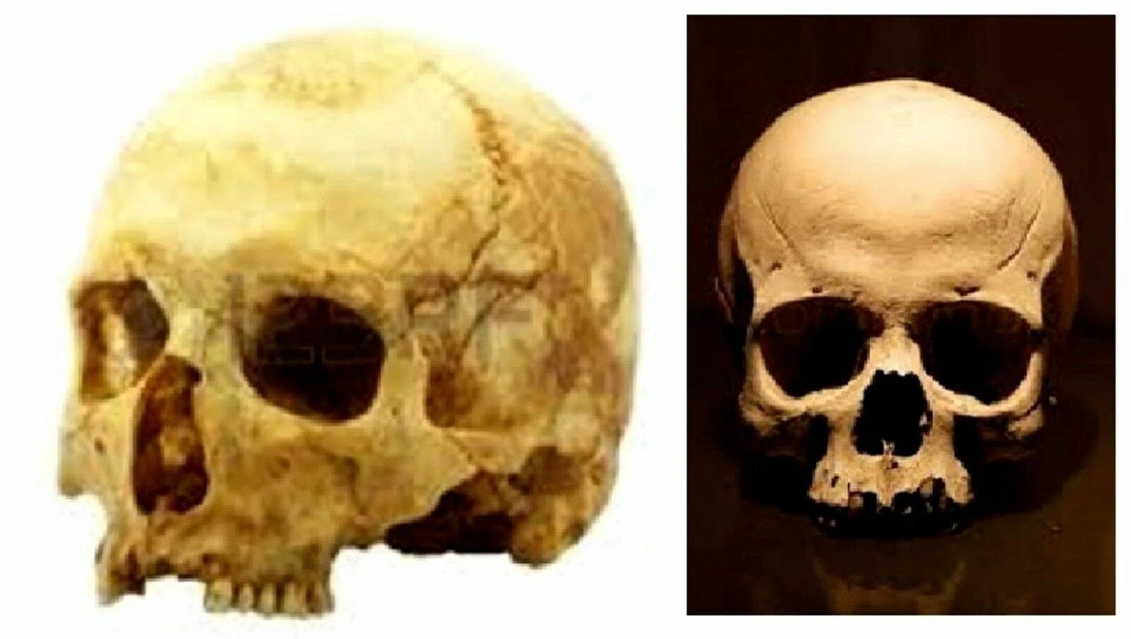 TOMOCHIKA, Edo School Boxwood Netsuke: Naturalistic Human Skull photo 11